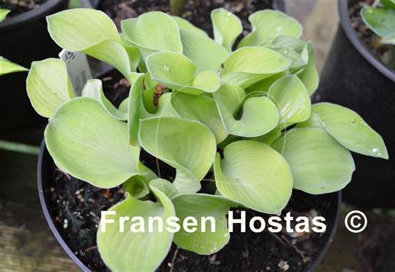 Hosta Magical Mouse Ears